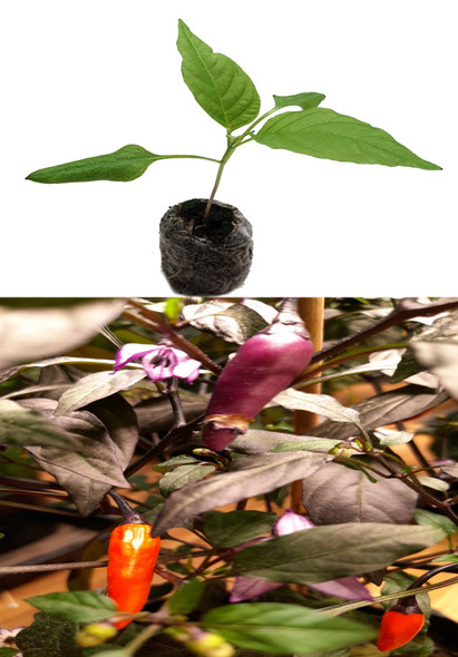 Purple Haze Plant Image by CHILLIESontheWEB