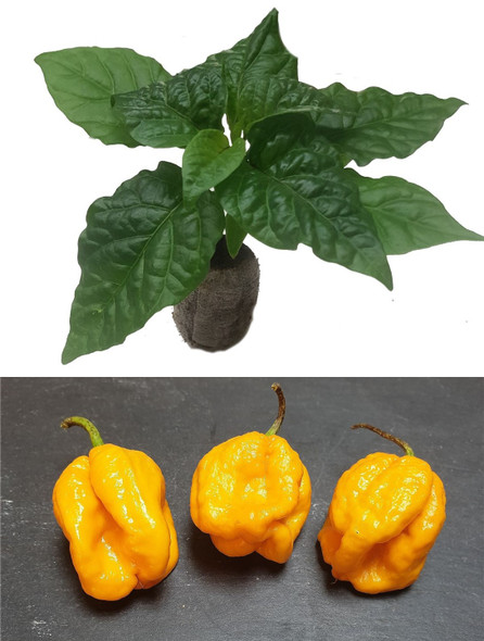 Congo Yellow Chilli Seedling Plant Image by CHILLIESontheWEB