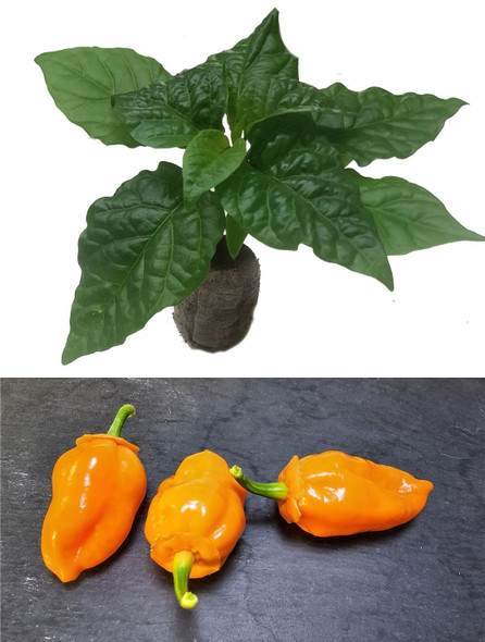 Fatalii Peach  Chilli Seedling Plant Image by CHILLIESontheWEB