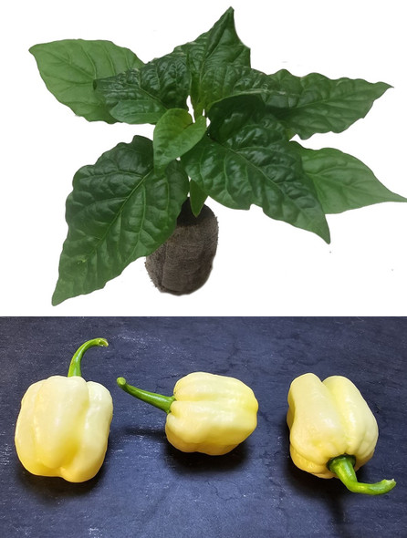 Habanero Giant White  Chilli Seedling Plant Image by CHILLIESontheWEB