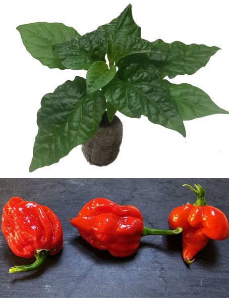 Gibbering Idiot Chilli Seedling Plant Image by CHILLIESontheWEB