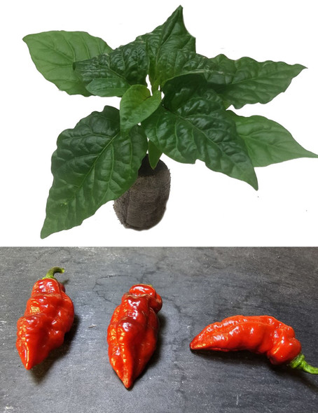 Naga Black Chilli Seedling Plant Image by CHILLIESontheWEB