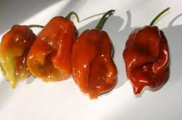 7 Pot/7 Pod Chilli Image, Chillies on the Web