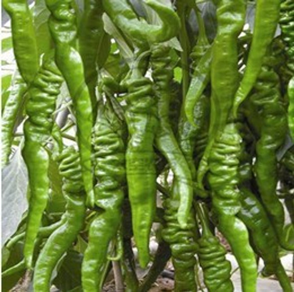 Chinese Space Chilli Seeds Hanijao 2 Image, Chillies on the Web