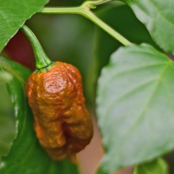 Carolina Reaper Caramel mature pod