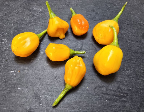 Sugar Rush x Fantasy Chilli
