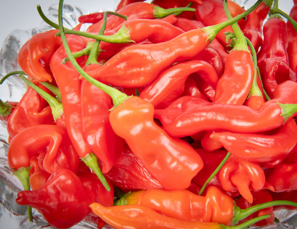 sugar rush stripey x aji flor morado chili