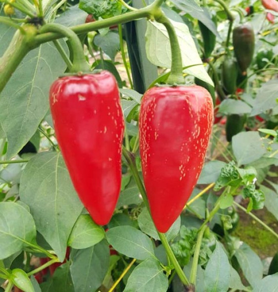 Jalapeno Mammoth