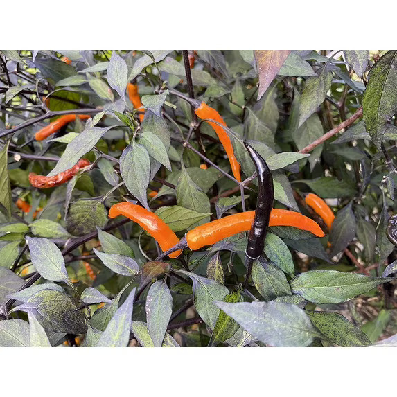 Thai Halloween Black Orange