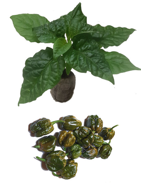 Big Mustard Mama Seedling Plant Image by CHILLIESontheWEB