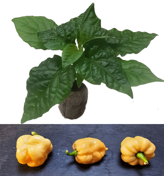 Naga Peach Seedling Plant Image by CHILLIESontheWEB