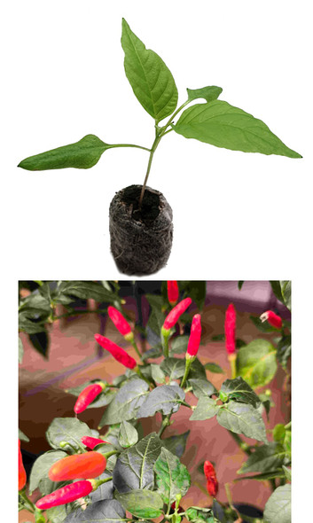 Tabasco Chilli Seedling Plant Image by CHILLIESontheWEB