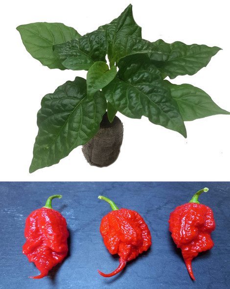 Primotalii Seedling Plant Image by CHILLIESontheWEB