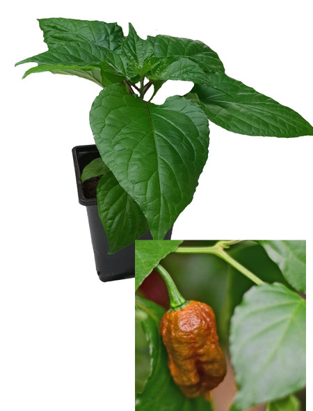 Carolina Reaper Caramel  Chilli Plant Image by CHILLIESontheWEB