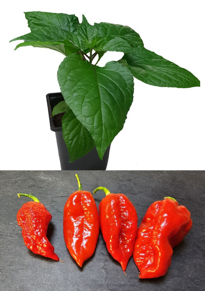  Naga Burmese 9cm Chilli Plant Image by CHILLIESontheWEB