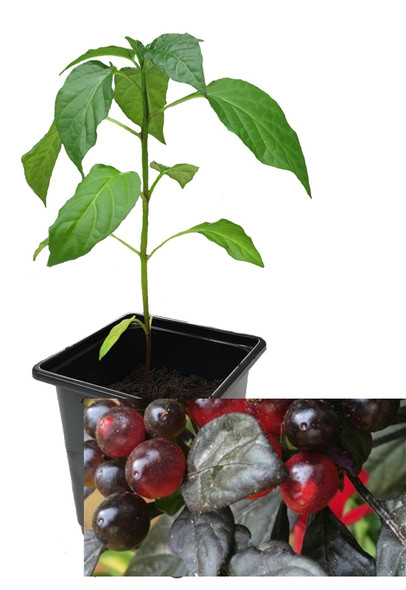 Black Pearl 9cm Chilli Plant Image by CHILLIESontheWEB