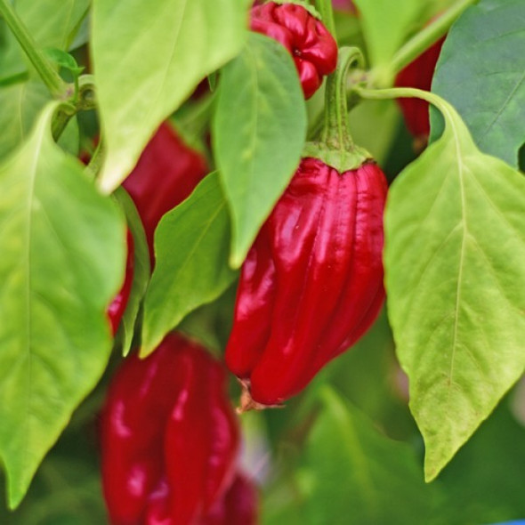 Urfa Biber Chilli Seeds Image