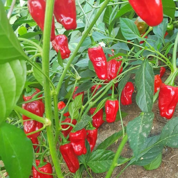 Hinklehatz Red Chilli Seeds Image