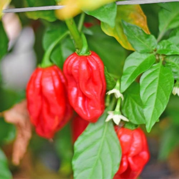 Habanero Guadalupe Red Chilli Seeds Image