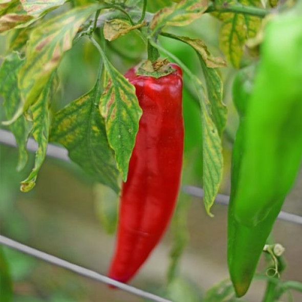 Hegyes Eros Chilli Seeds Image