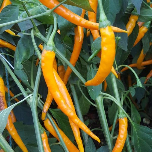 Hengdong Chilli Seeds Image