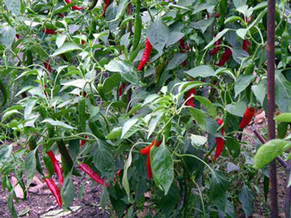 Ahi Peruvian Chilli Plant Image, Chillies on the Web