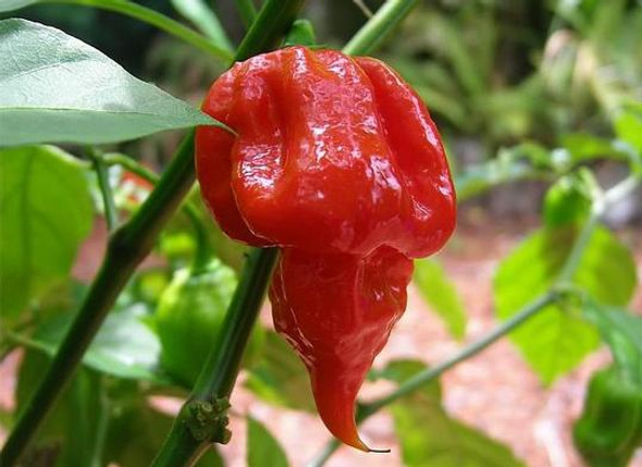 Trinidad Scorpion Butch T Chilli Plant Image, Chillies on the Web