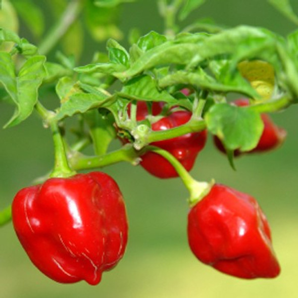 Habanero Red Chilli Seeds Image by Chillies on the Web