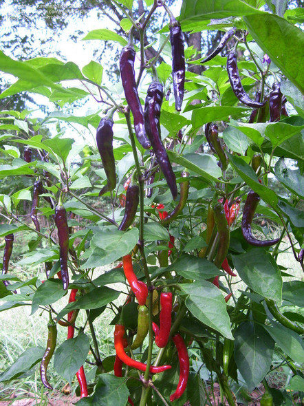 Cayenne Purple Chilli Seeds Image by Chillies on the Web