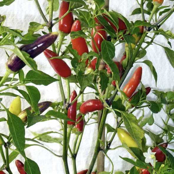 Barak Chilli Seeds Image by Chillies on the Web