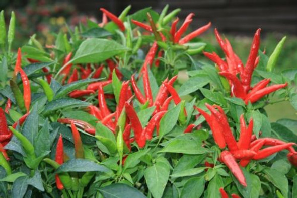 Thai Super F1 Chilli Seeds Image by Chillies on the Web