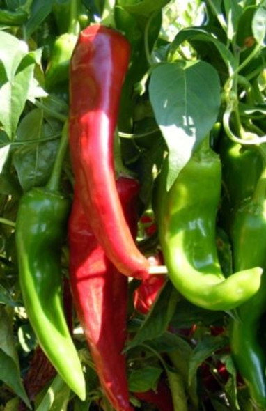 Numex Sandia Chilli Seeds Image by Chillies on the Web