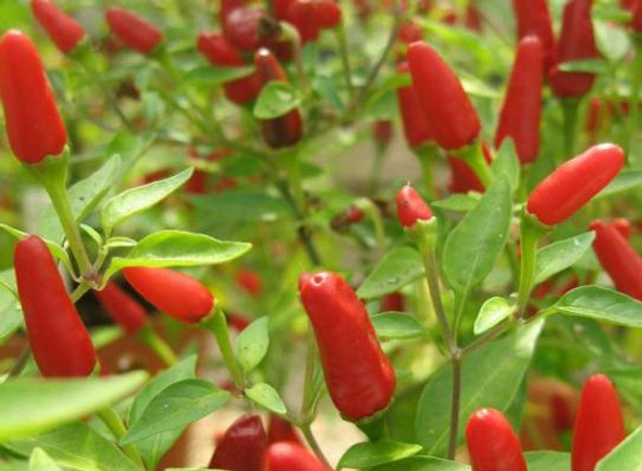 Thai Cullinary Chilli Seeds Image by Chillies on the Web