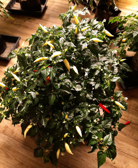 Aji Omnicolor Chilli Plant Image by CHILLIESontheWEB