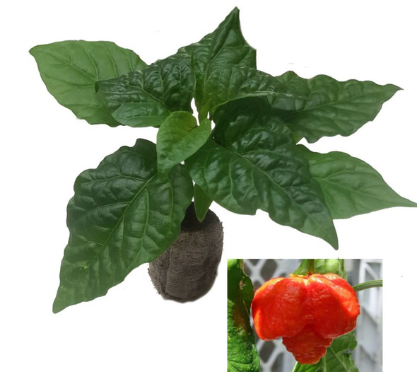 Moruga Scorpion Red Seedling Plant by CHILLIESontheWEB