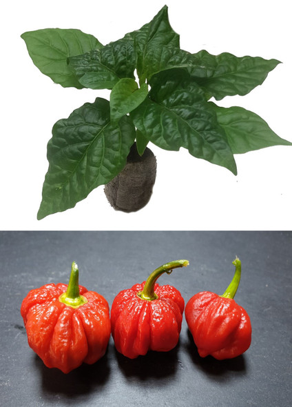 Trinidad Scorpion Butch T Seedling Plant Image by CHILLIESontheWEB