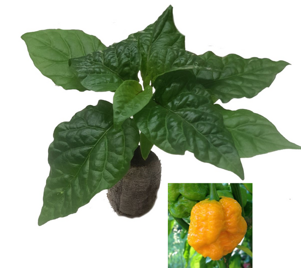 Moruga Scorpion Yellow Chilli Seedling Plant Image by CHILIESontheWEB