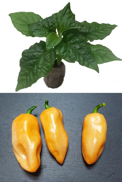 Habanero Peach Chilli Seedling Image by CHILLIESontheWEB