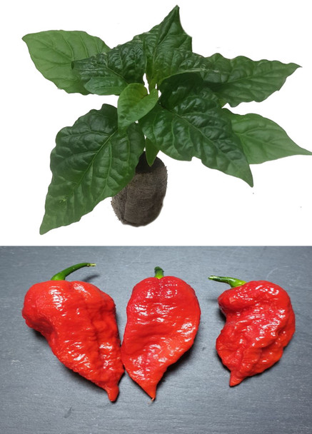 Naga Bhut Jolokia Red Seedling Plant Image by CHILLIESontheWEB