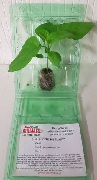 Habanero Chocolate   Chilli Seedling Plant x  1