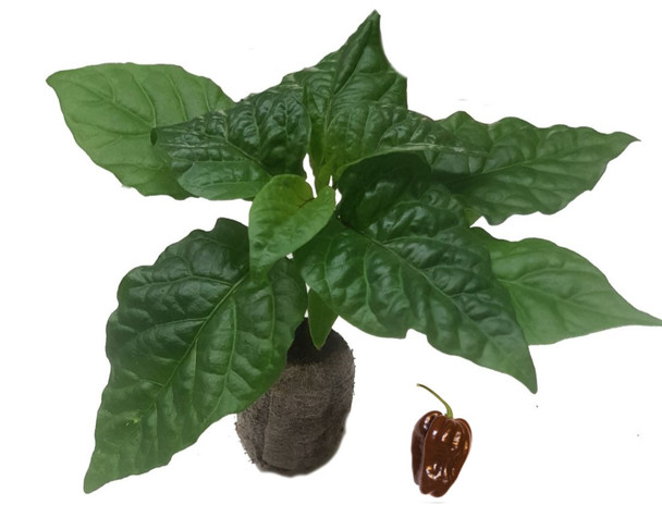 Habanero Chocolate Chilli Plant Image by CHILLIESontheWEB
