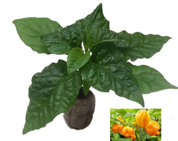 Scotch Bonnet Yellow Chilli Seedling Plant Image by CHILLIESontheWEB