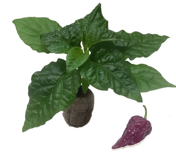 Naga Purple Seedling Plant Image by CHILLIESontheWEB