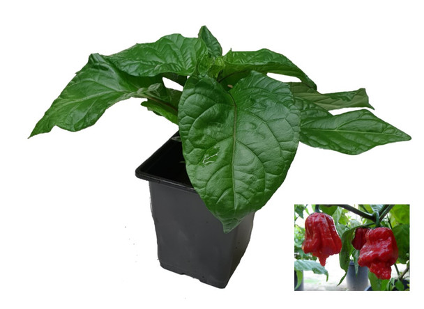 7 Pot Jonah 9cm Chilli Seedling Plant Image by CHILLIESontheWEB