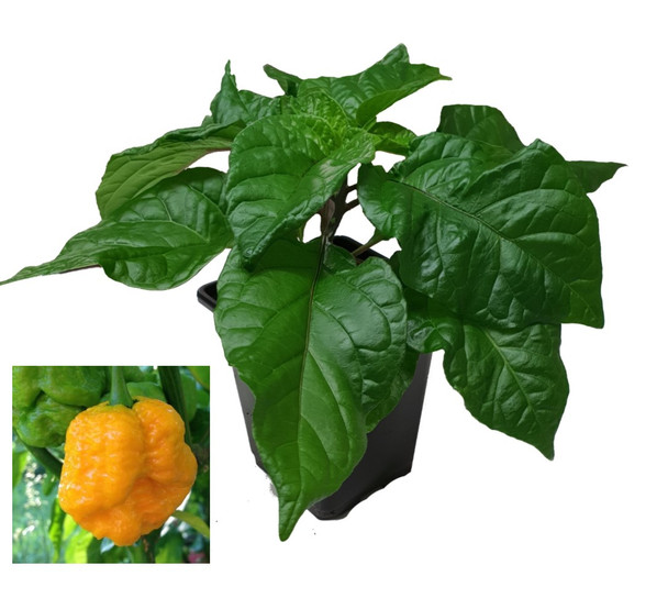 Moruga Scorpion Yellow 9cm Chilli Plant Image by CHILLIESontheWEB