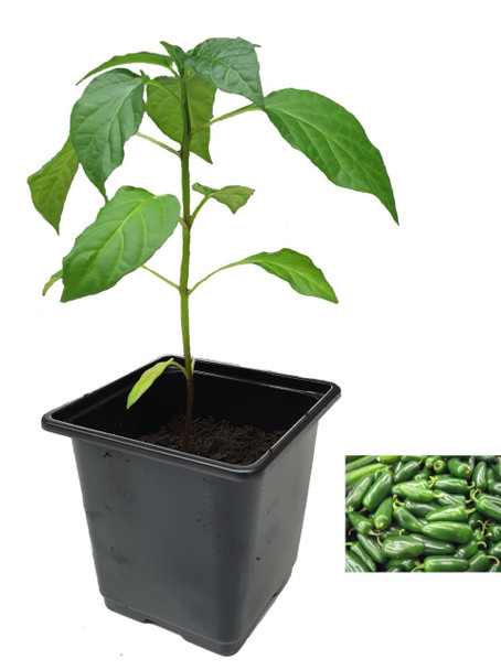 Jalapeno Early 9cm Chilli Plants Image by CHILLIESontheWEB