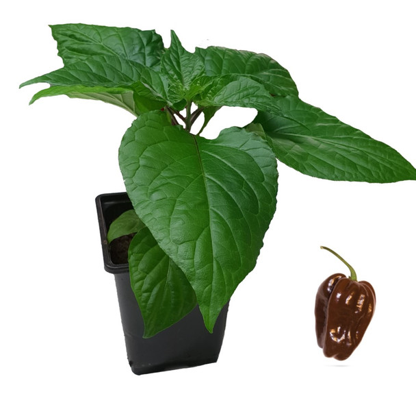 Habanero Chocolate Chilli Plant Image by CHILLIESontheWEB