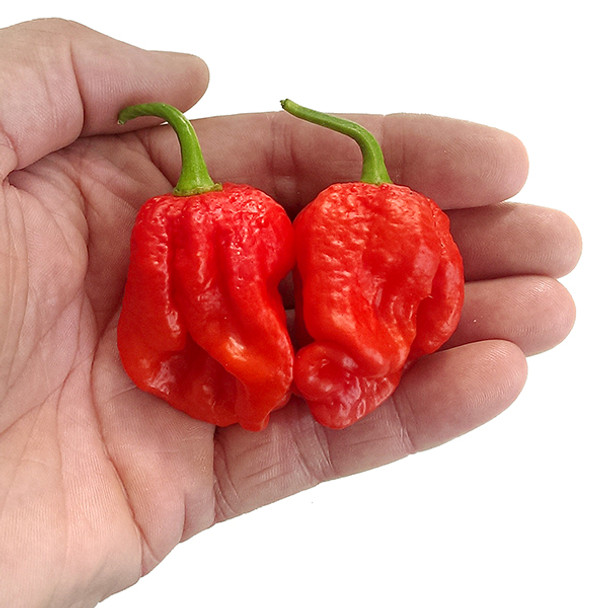 7 Pot Bubblegum Chilli Seeds Image by CHILLIESontheWEB