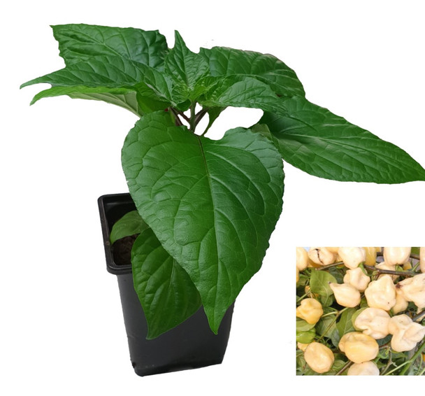 7 Pot White Chilli Plant Image by CHILLIESontheWEB