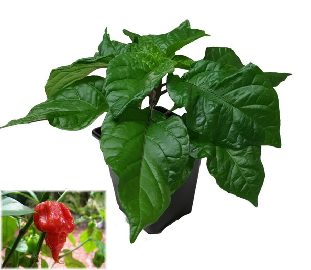 Trinidad Scorpion Chilli Plant Image by CHILLIESontheWEB